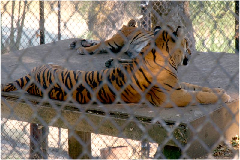 Trying to get the shot of the Sumatran Tigers through chain link