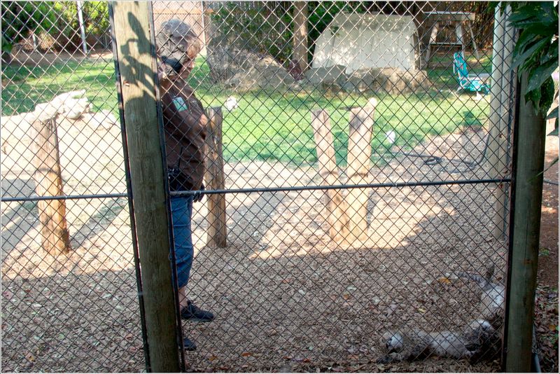 Cheetah Cub caretaker - she'd volunteered there for 40ish years