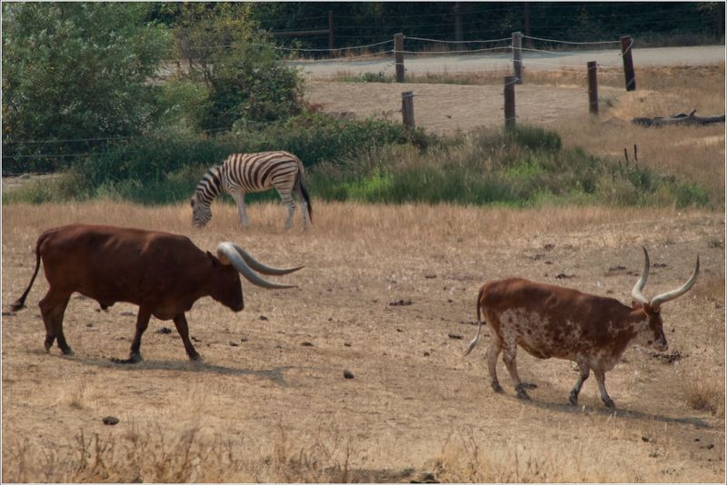 Watusi cattle - Huge horns!