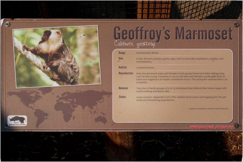 Geoffroy's Marmoset sign