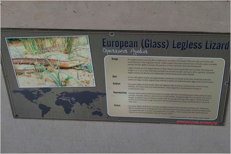 European Glass (legless) lizard sign