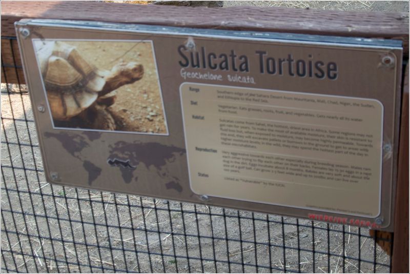 Sulcata Tortoise sign