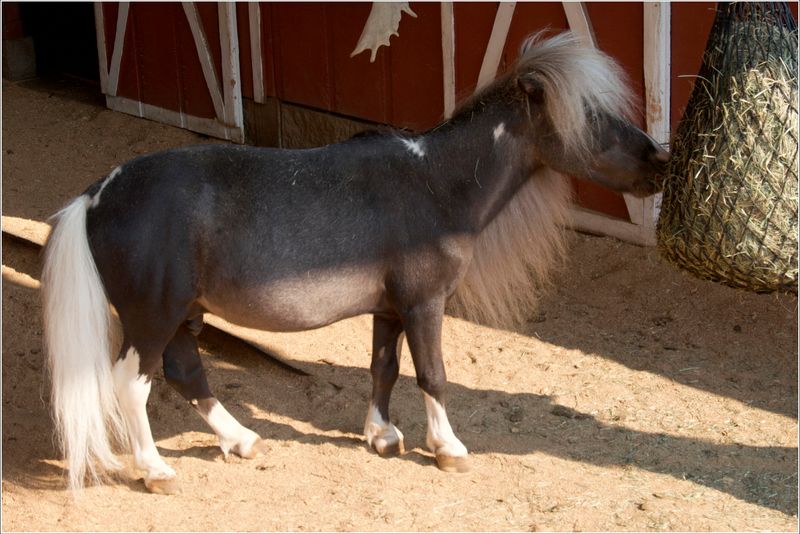 Shephard pony