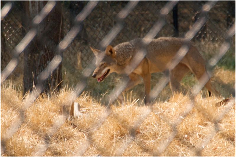 Red Wolf - It's difficult getting good pics through chain link!