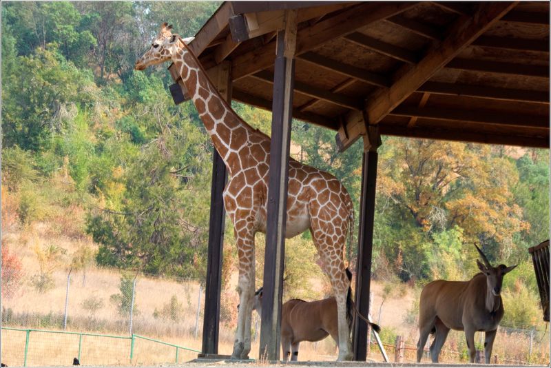 Giraffe & Common Eland