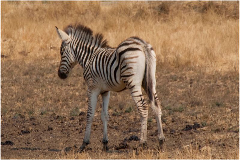 As was the zebra! A youngster