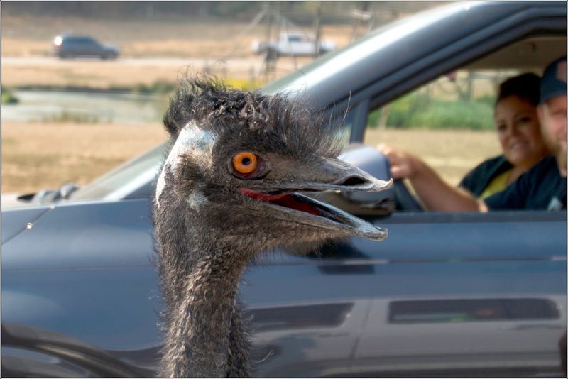 Friendly Emu