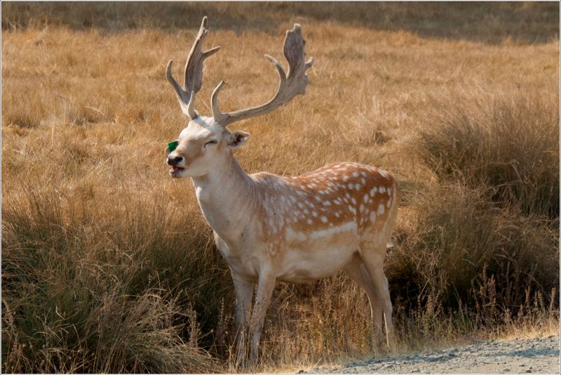 Fallow Deer - Buck