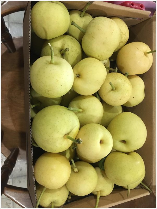 A few of the tons of asian pears (2023-09-07)