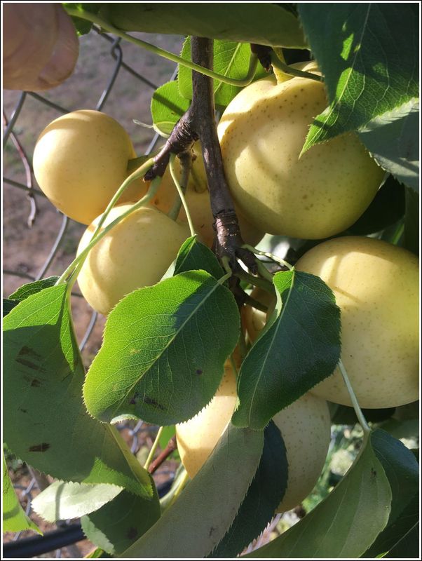 Asian pears on the tree (2023-09-07)