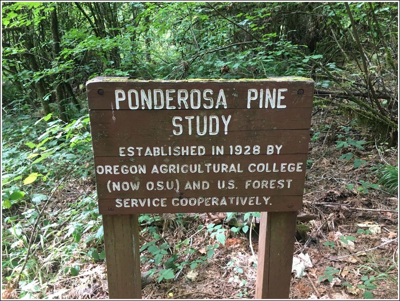 A ponderosa study (2023-09-11 )