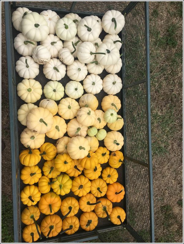 Rainbow of gourds... well, Orange to White  (2023-09-12)