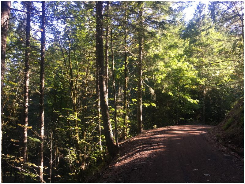 McDonald Forest - West side hike (2023-10-06)