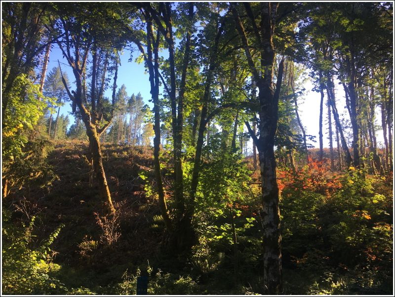 McDonald Forest - West side hike (2023-10-06)