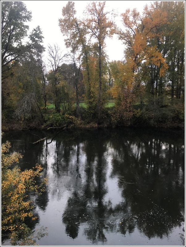 South Yamhill river (2023-11-12)