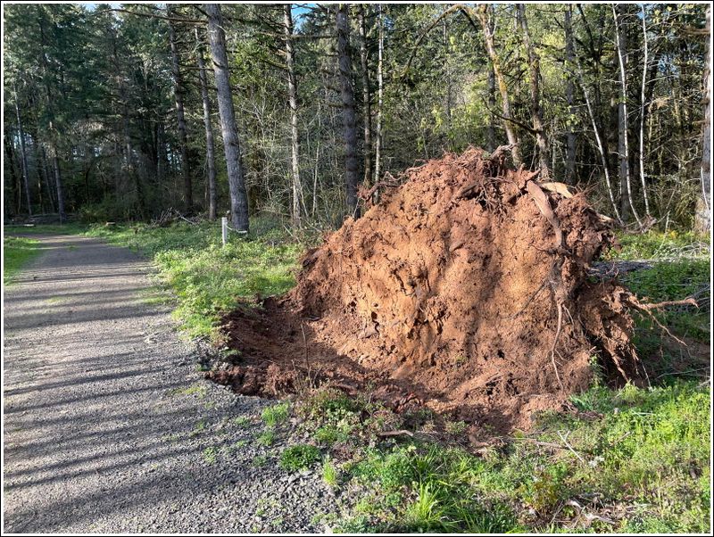 A huge rootball showing the red clay of the area above the Missoula Floods deposits (2024-04-02)