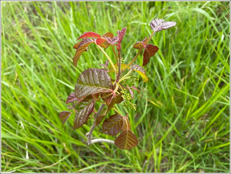 Poison Oak, emerging (2024-04-24)