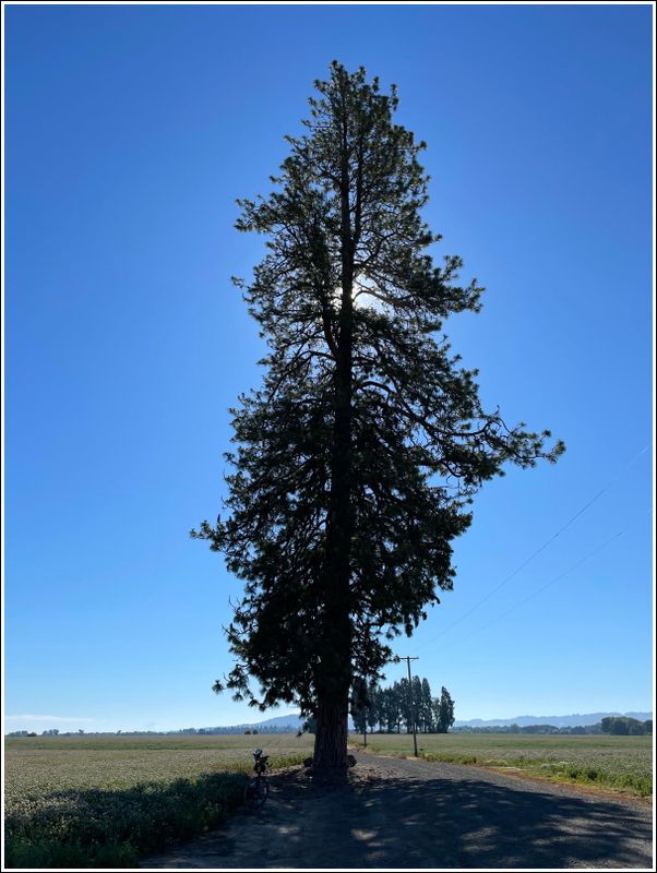 Lonly pine (2024-07-06)