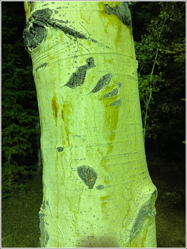 2024-Aug-225-Bear Mark.jpg