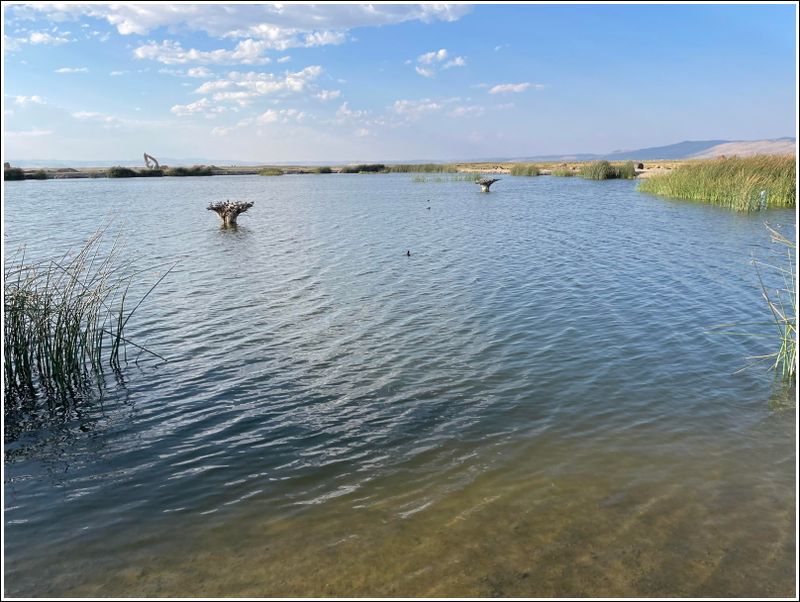 2024-Aug-667-WildlifePond.jpg