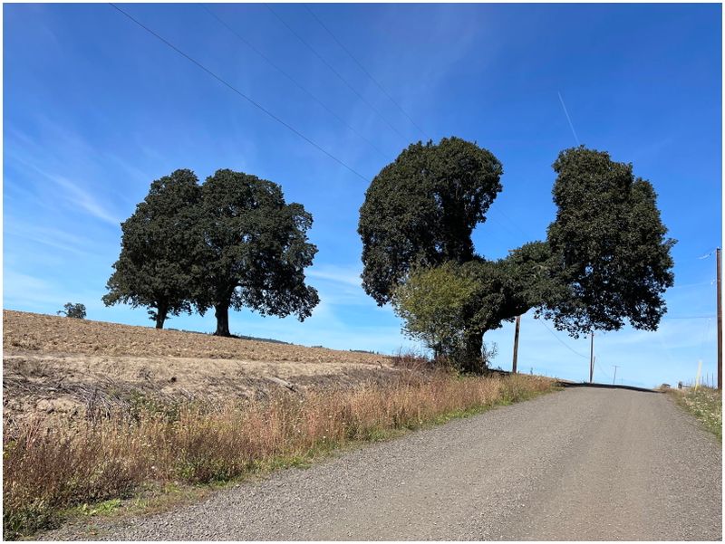 Califlower Oak (result of power line trimming) (2024-09-20)