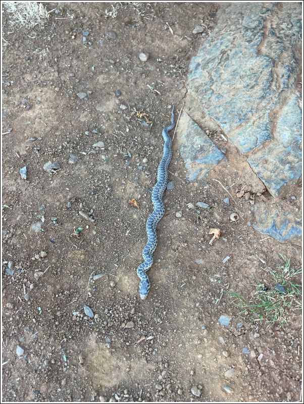 Gopher snake; I saw/played with two! (2024-09-30)