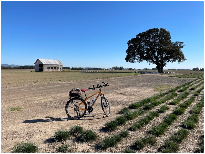 Old barn/oak tree (2024-10-03)