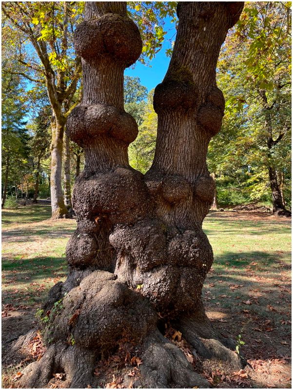 Lots of burls on this tree! (2024-10-07)