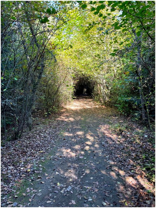 Cool natural tunnels along the river trail (2024-10-07)
