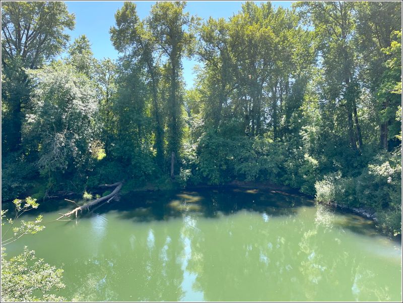 Mid-summer river (2025-07-05)