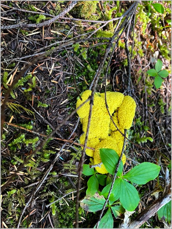 Marion Lake hike (2025-07-12)