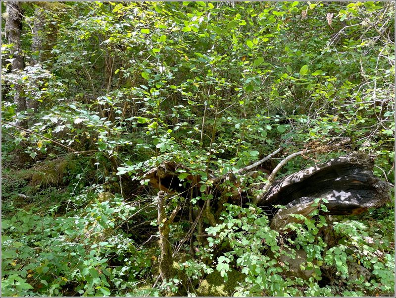 Hidden right behind my lunch spot! (2025-08-18)