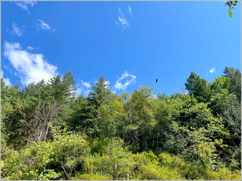 Bald eagle overhead (2025-08-18)