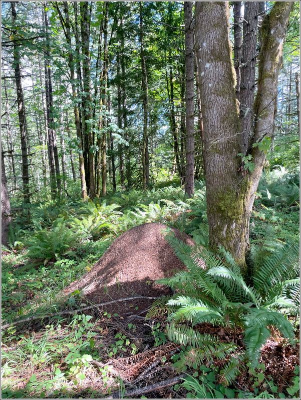 Huge ant mound (2025-08-18)