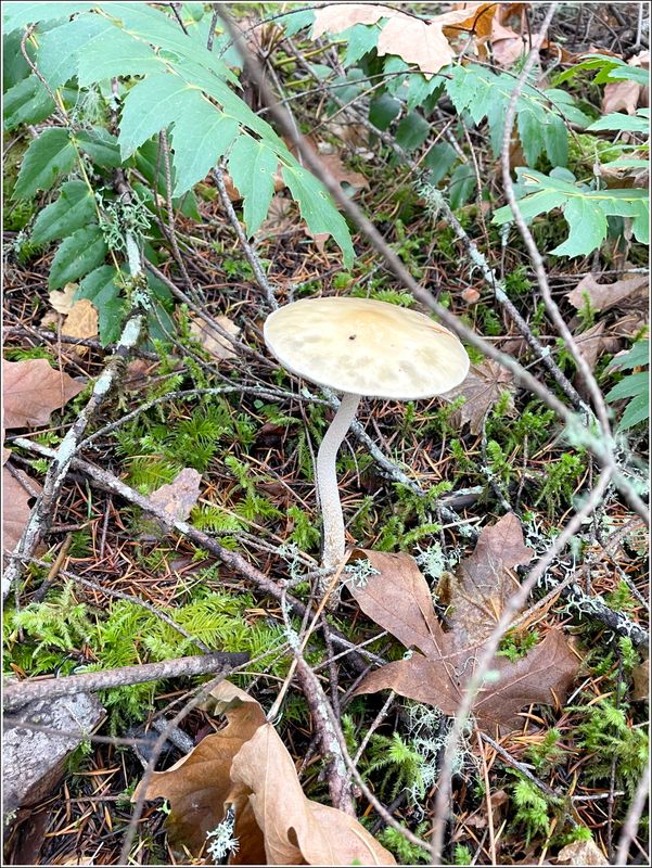 McDonald Forest on a foggy day