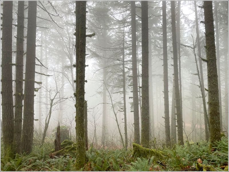 McDonald Forest on a foggy day