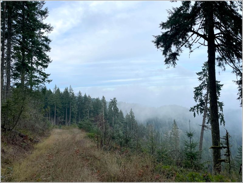 McDonald Forest on a foggy day