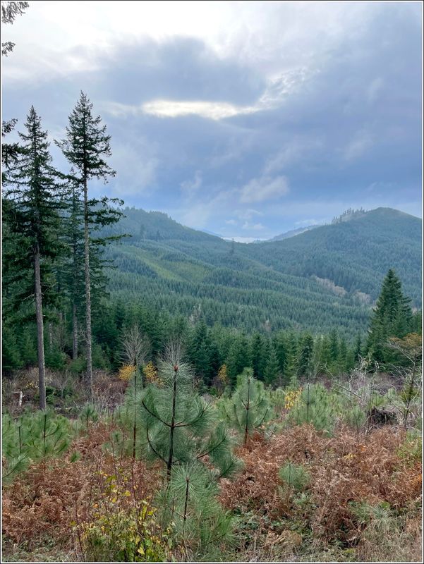 McDonald Forest on a foggy day