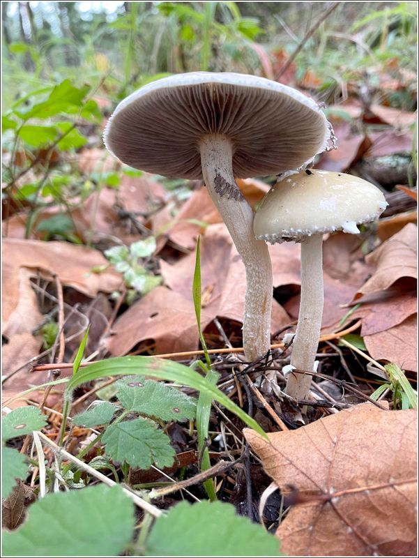 McDonald Forest on a foggy day