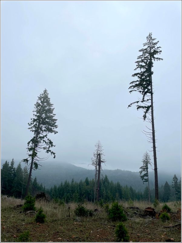 McDonald Forest on a foggy day