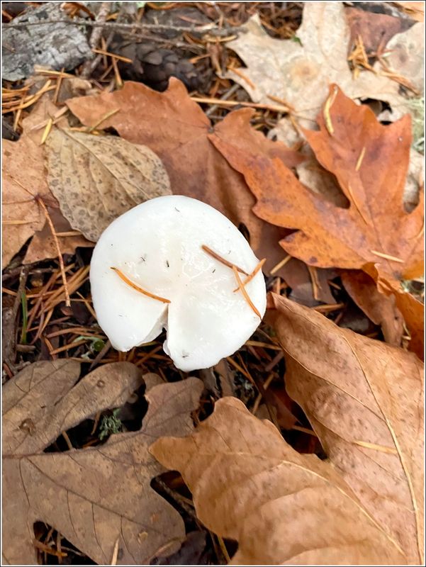 McDonald Forest on a foggy day