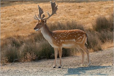 Fallow Deer - Buck - check out his grin over these 3 images!