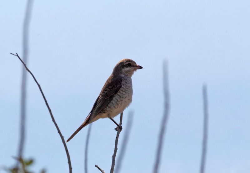Rdhuvad trnskata, juvenile 