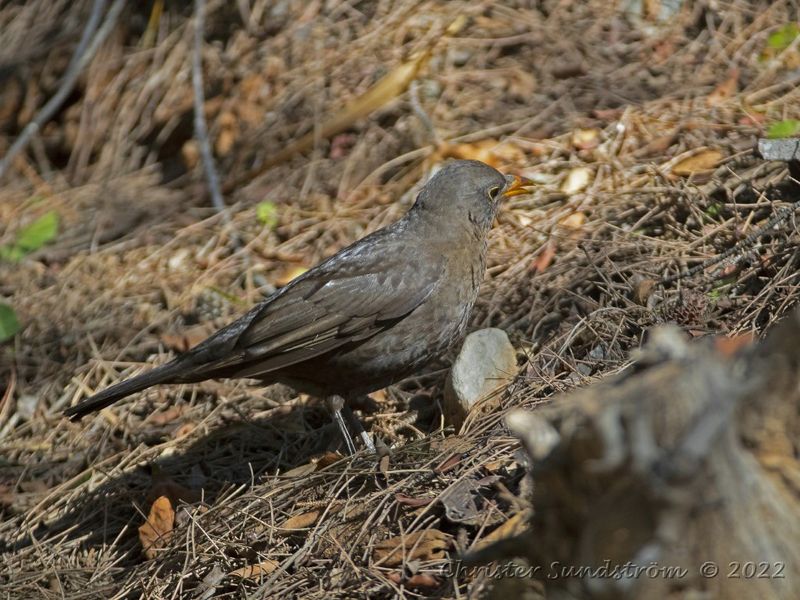 Koltrast , female