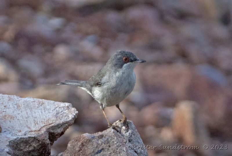 Sammetshtta, female
