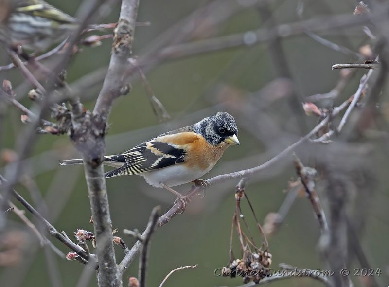 Bergfink, male