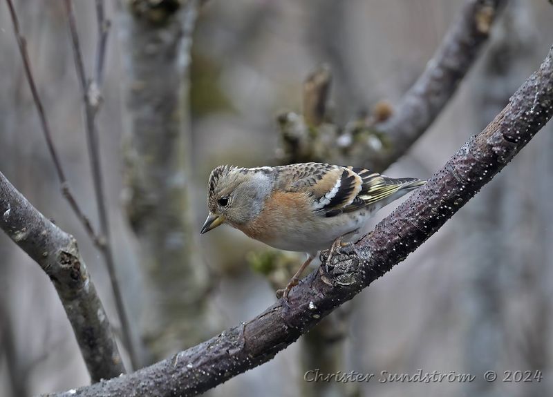 Bergfink, female