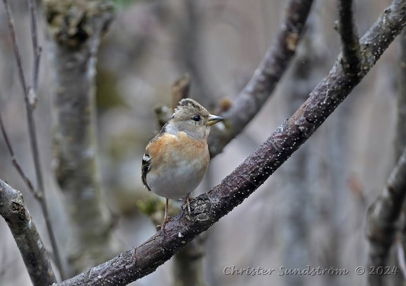 Bergfink, female