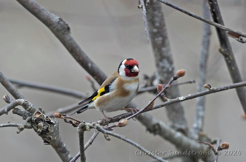 Steglits, male