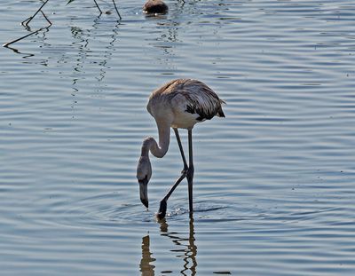 Strre flamingo, juvenil 